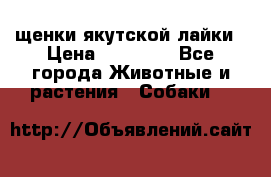 щенки якутской лайки › Цена ­ 15 000 - Все города Животные и растения » Собаки   